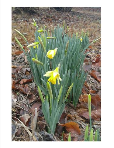 Daffodil bunch